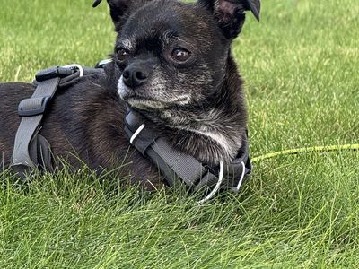 Meet Oso — Your Cozy, Car‑Ride‑Loving Companion!