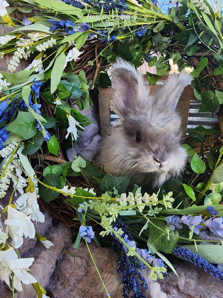 Blue Otter English Angora Buck