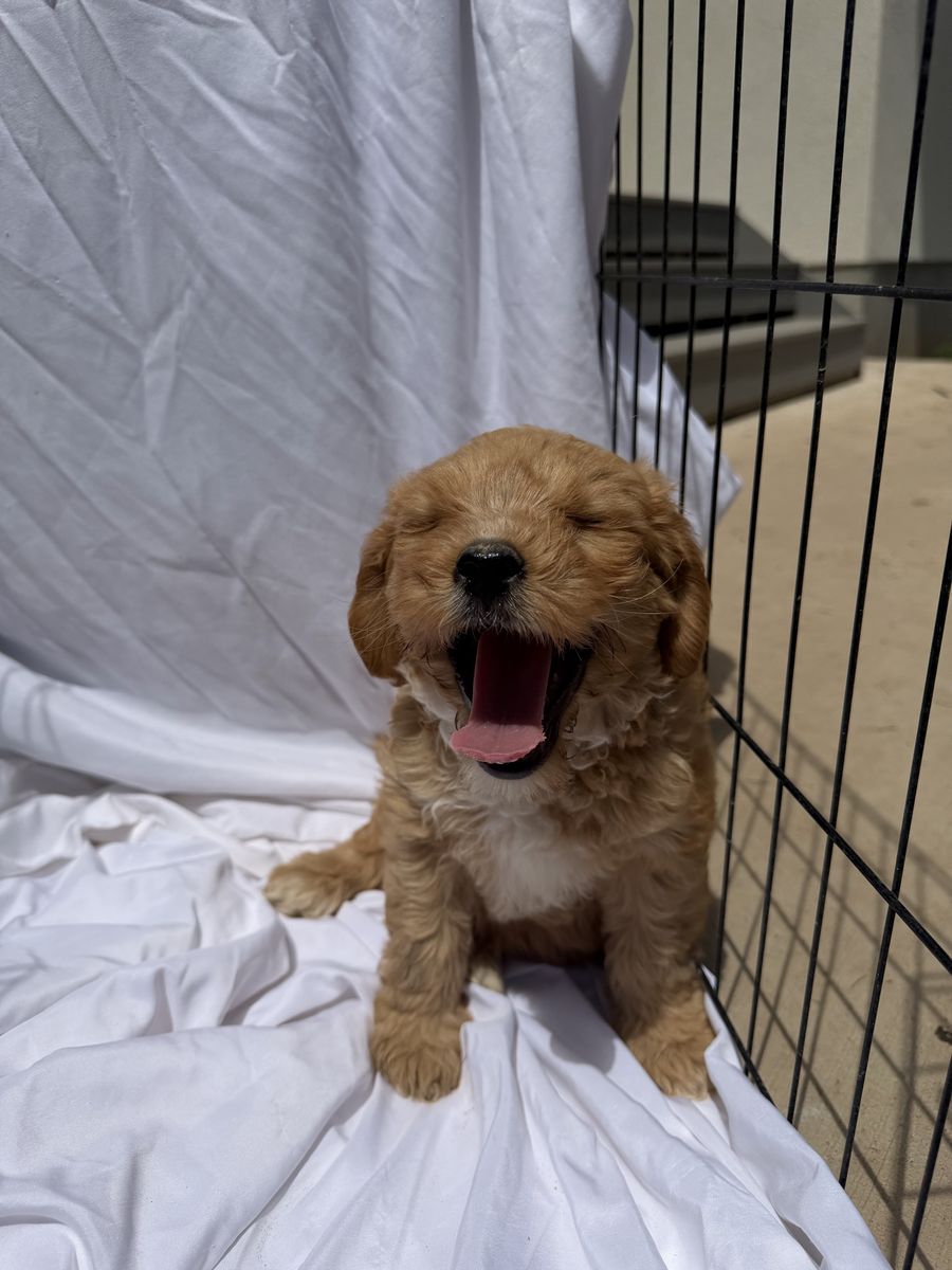 Adorable Cavapoo x Cockapoo Puppies!