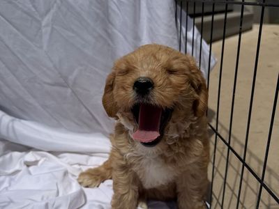 Adorable Cavapoo x Cockapoo Puppies!