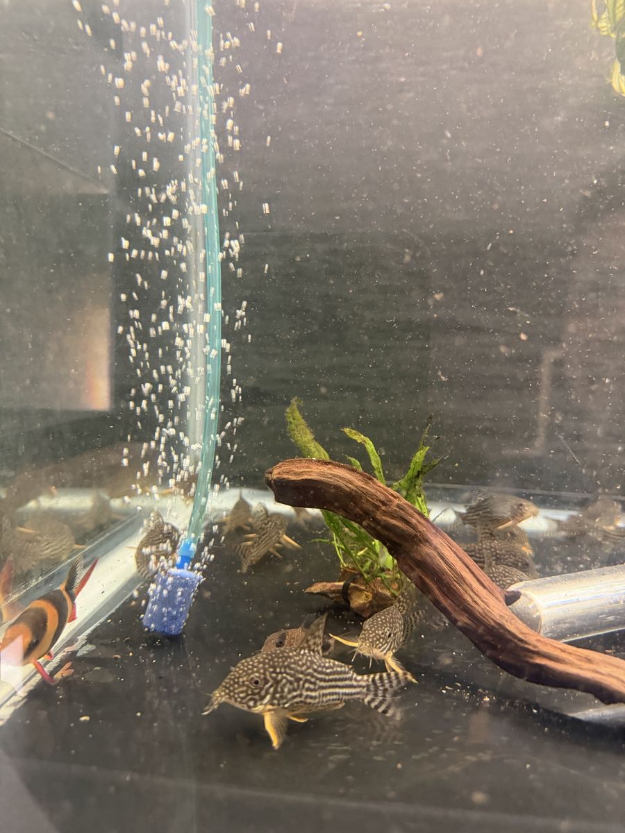 Sterbai Corydoras Freshwater Catfish (Live Aquarium Fish)