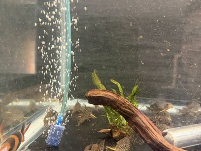 Sterbai Corydoras Freshwater Catfish (Live Aquarium Fish)