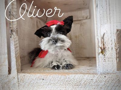 AKC Toy schnauzer puppies