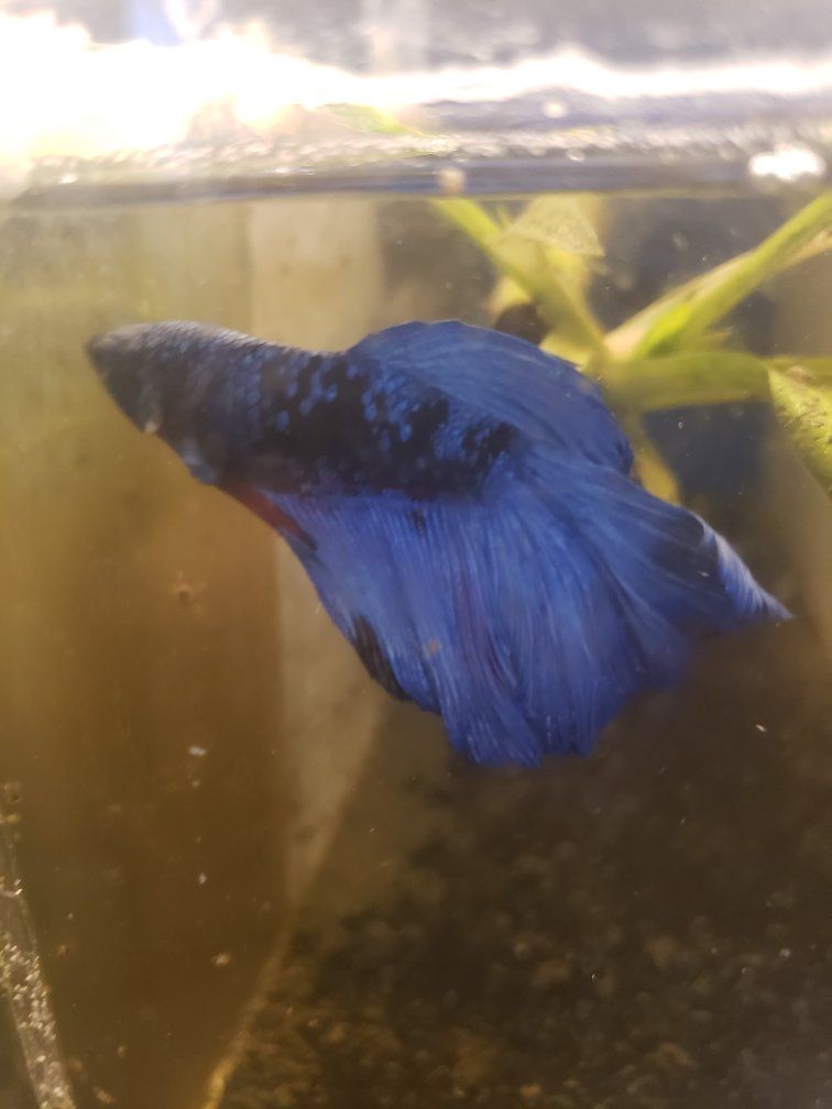Import halfmoon Betta