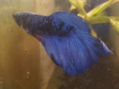 Import halfmoon Betta