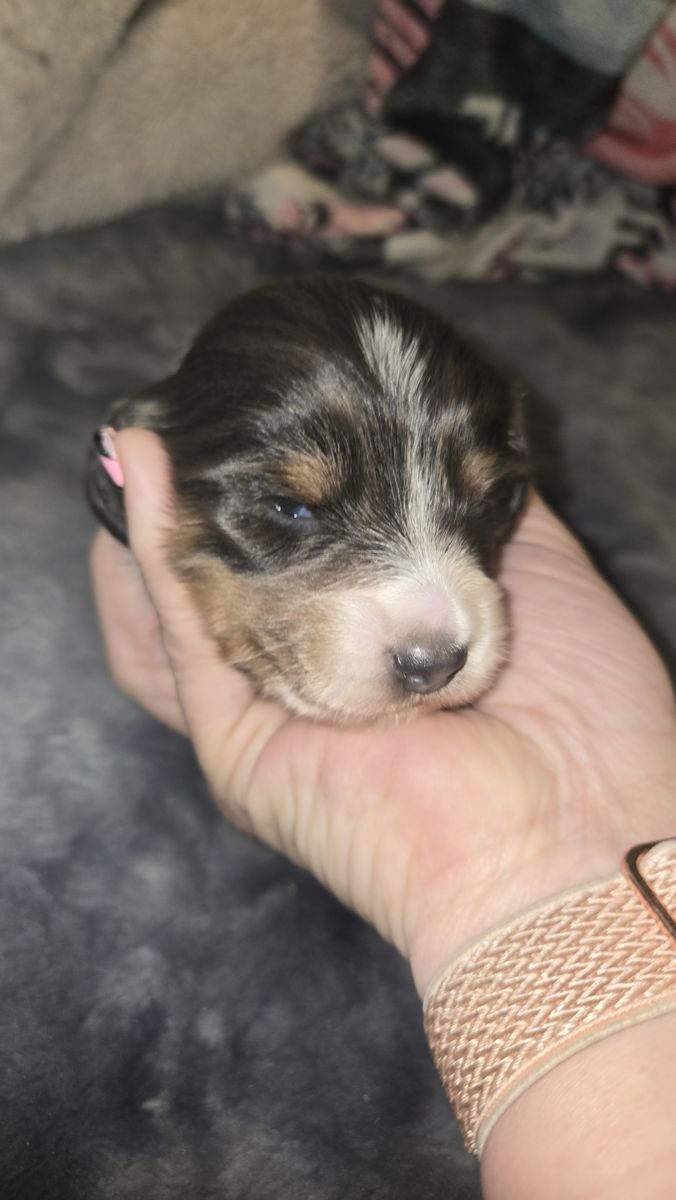 2 long hair female pieblad