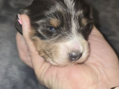 2 long hair female pieblad