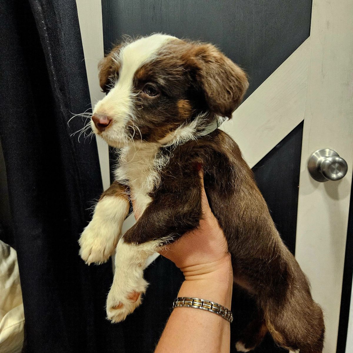 Corgis/Mini Aussiedoodles/Female Puppies