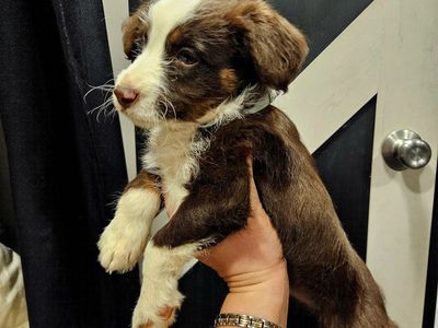 Corgis/Mini Aussiedoodles/Female Puppies