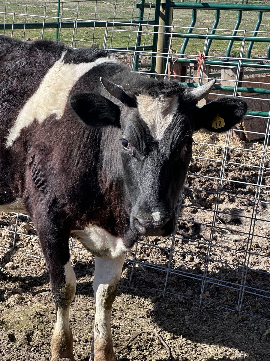 Holstain Cow For Sale