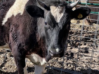 Holstain Cow For Sale