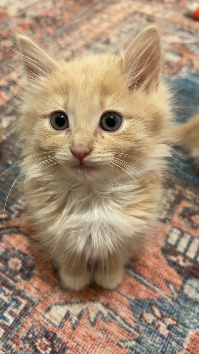 Cream kittens