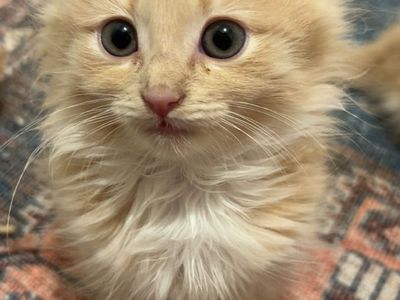 Cream kittens
