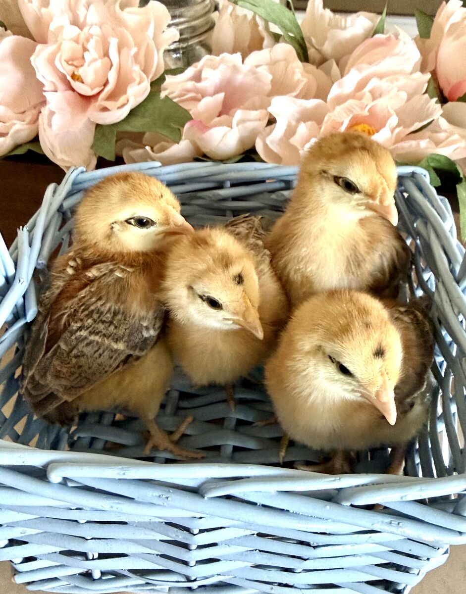 Sexed Ameraucanas chicks - blue egg laying pullets