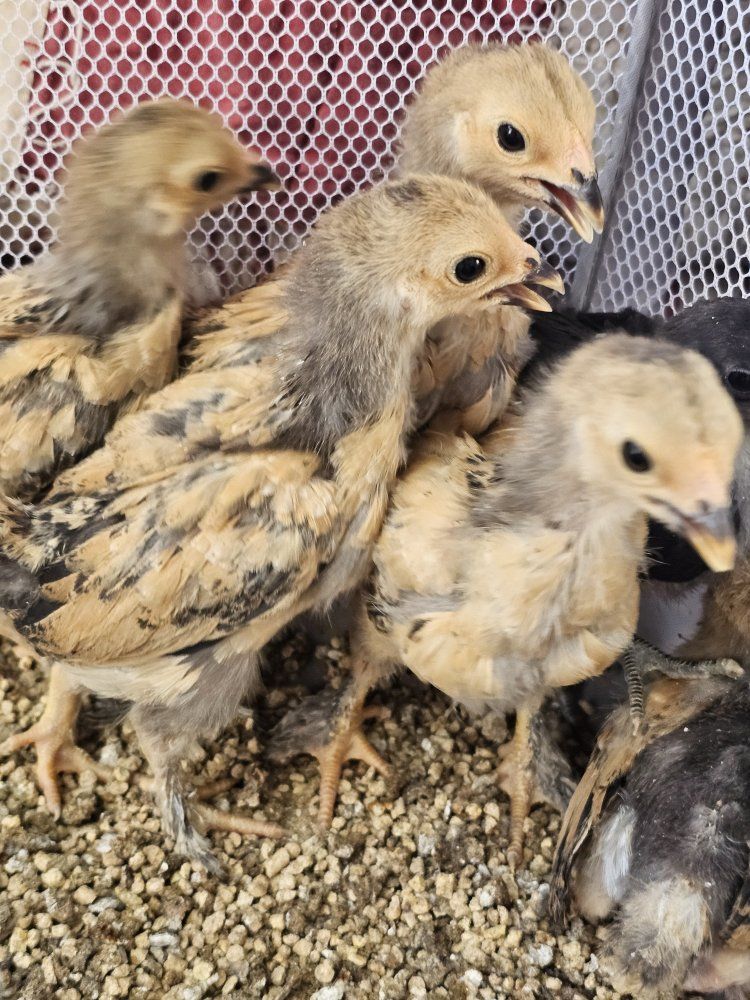 Buff Brahmas Bantams