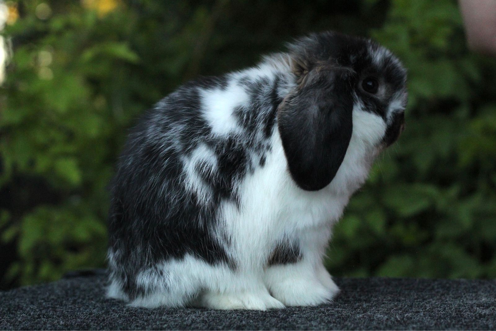 Black otter holland lop buck