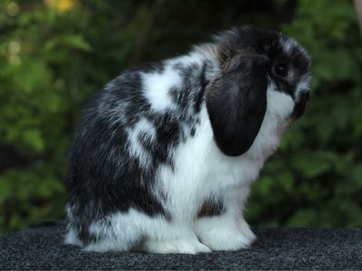 Black otter holland lop buck