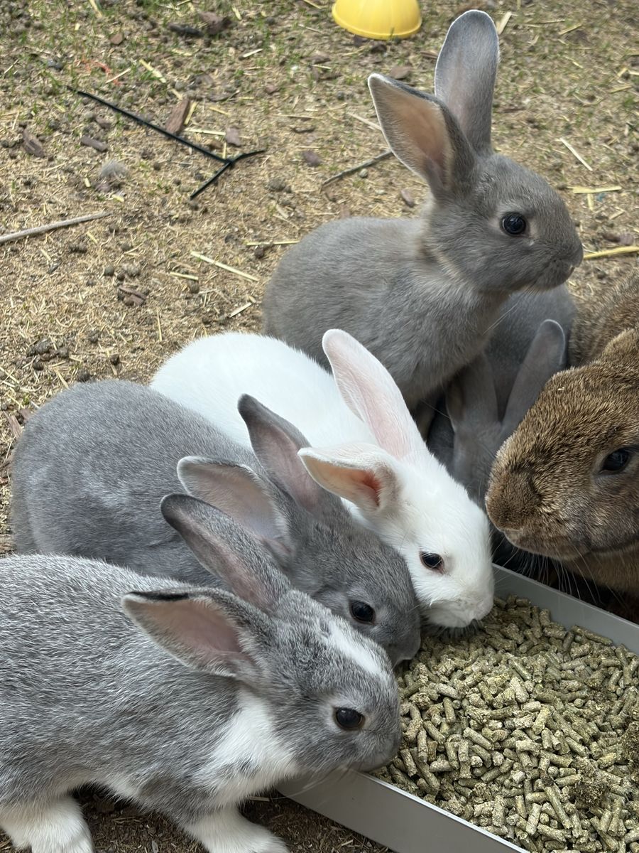 Adorable Young Rabbits - Grey and White Bunnies Available