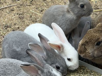 Adorable Young Rabbits - Grey and White Bunnies Available