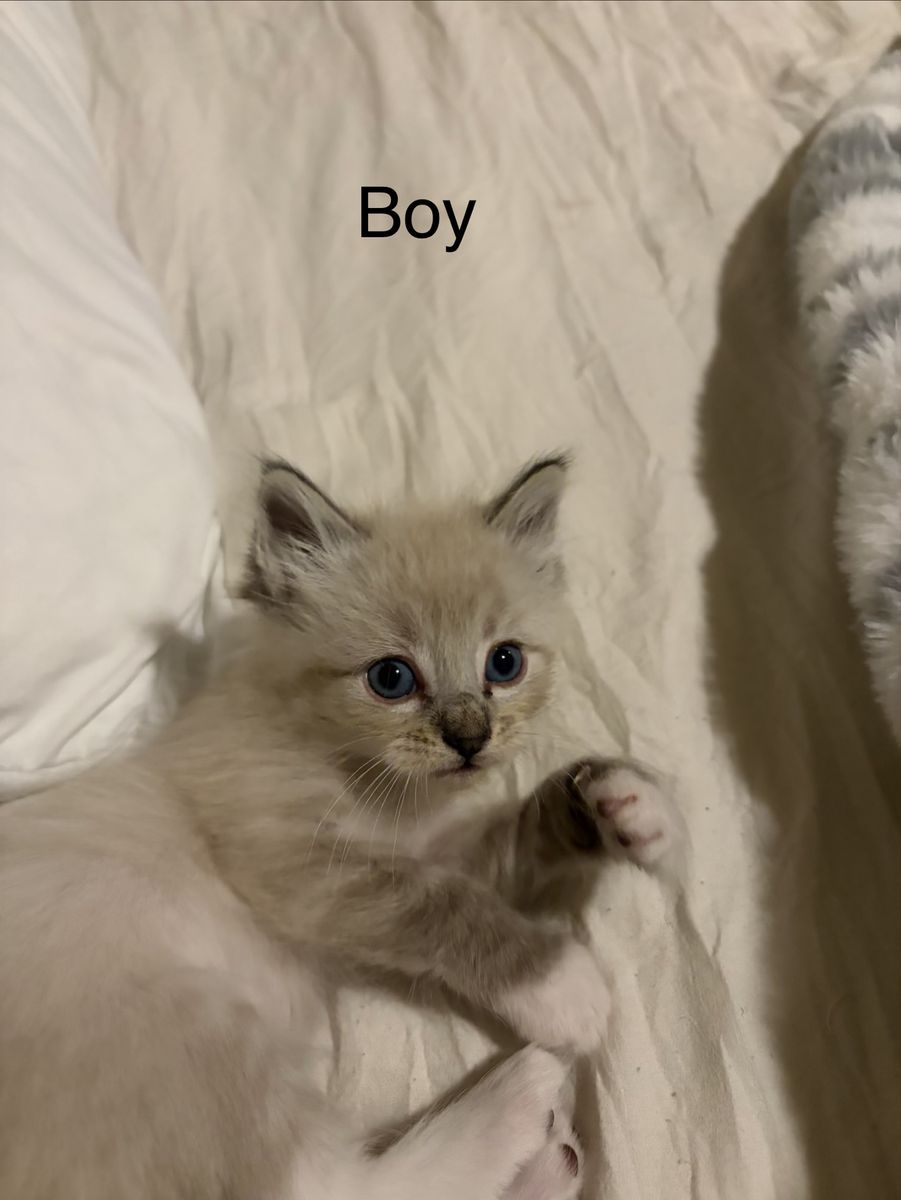 Kitten