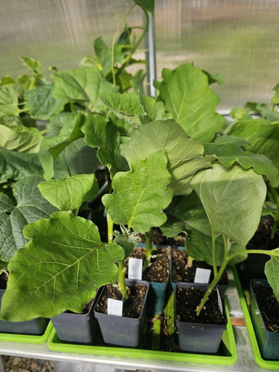 Eggplants!  Heirloom varieties, bigand healthy, $2.00 each