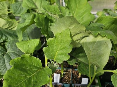 Eggplants! Heirloom varieties, bigand healthy, $2.00 each