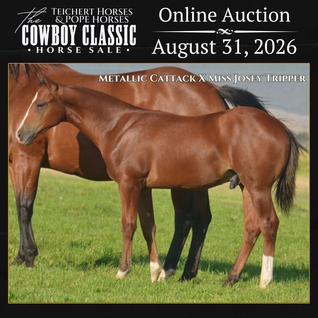 Metallic Cattack Weanling Colt