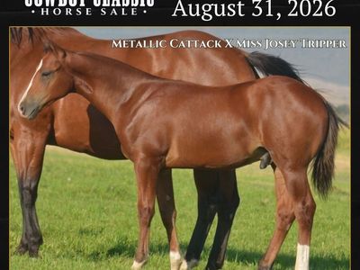 Metallic Cattack Weanling Colt