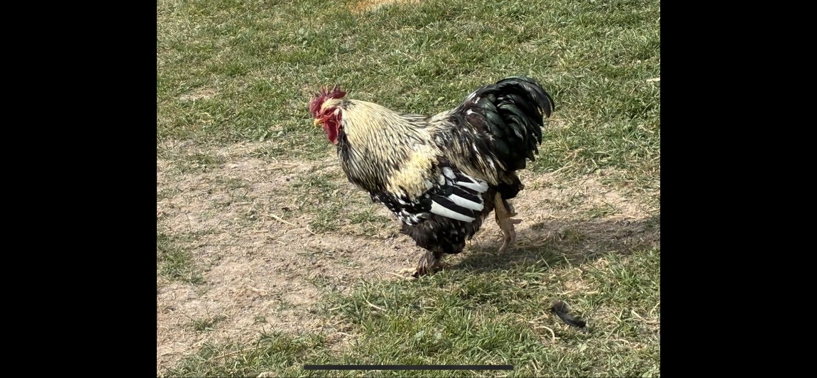 Free  Large Young Roosters