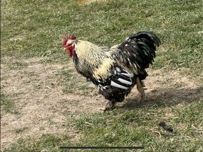Free Large Young Roosters
