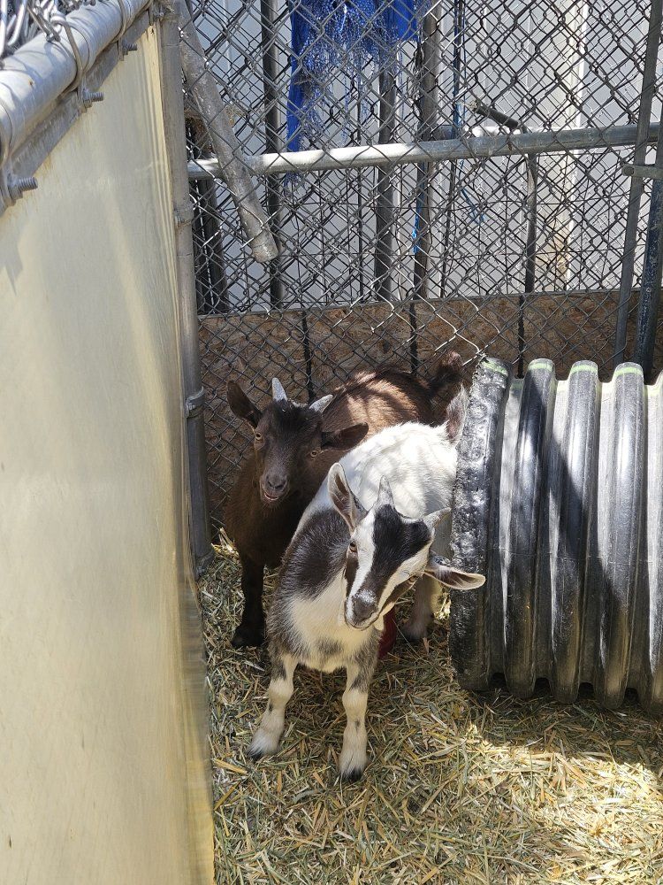 Friendly Baby Goats - Ready for a New Home! $250  for both