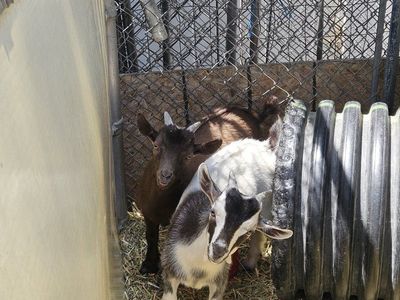 Friendly Baby Goats - Ready for a New Home! $250 for both