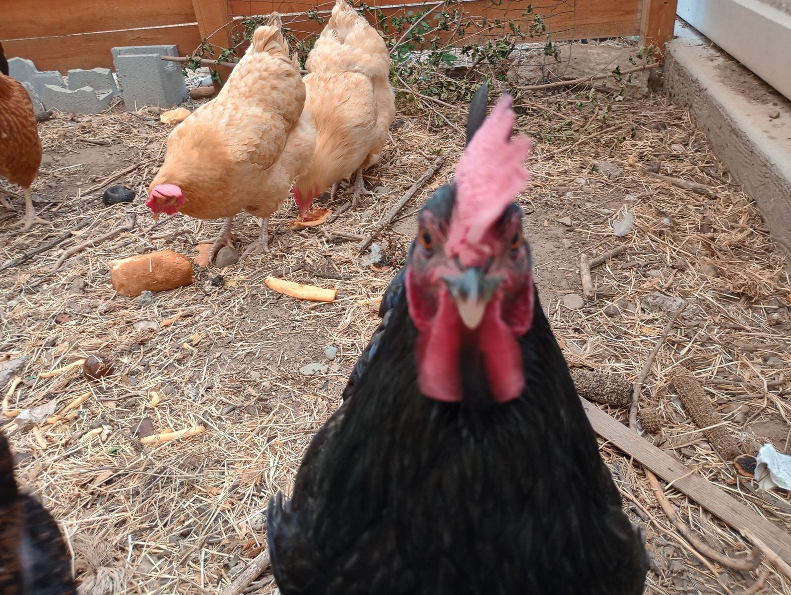 Four Hens