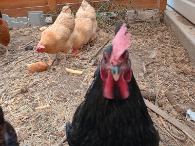 Four Hens