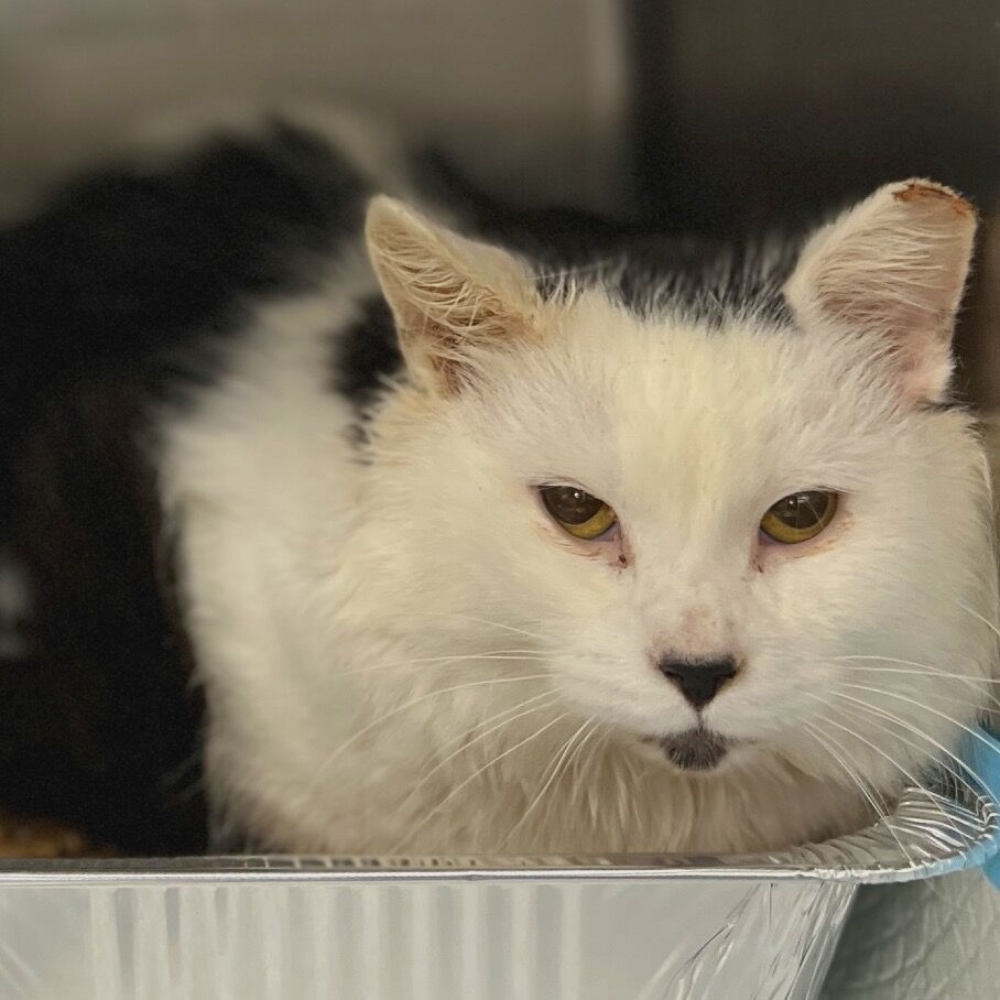 Hello my name is Blackstar