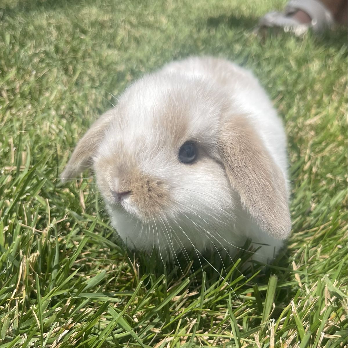 Mini Holland Lop bunnies