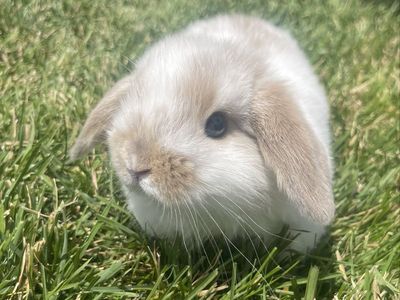 Mini Holland Lop bunnies