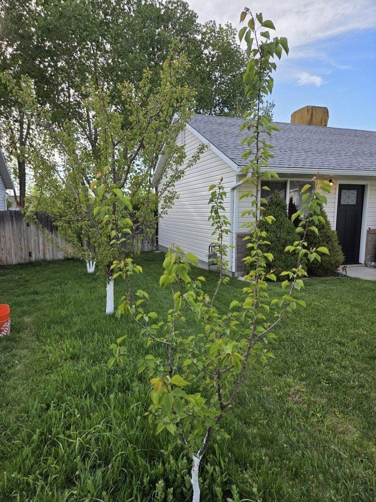 apricot tree