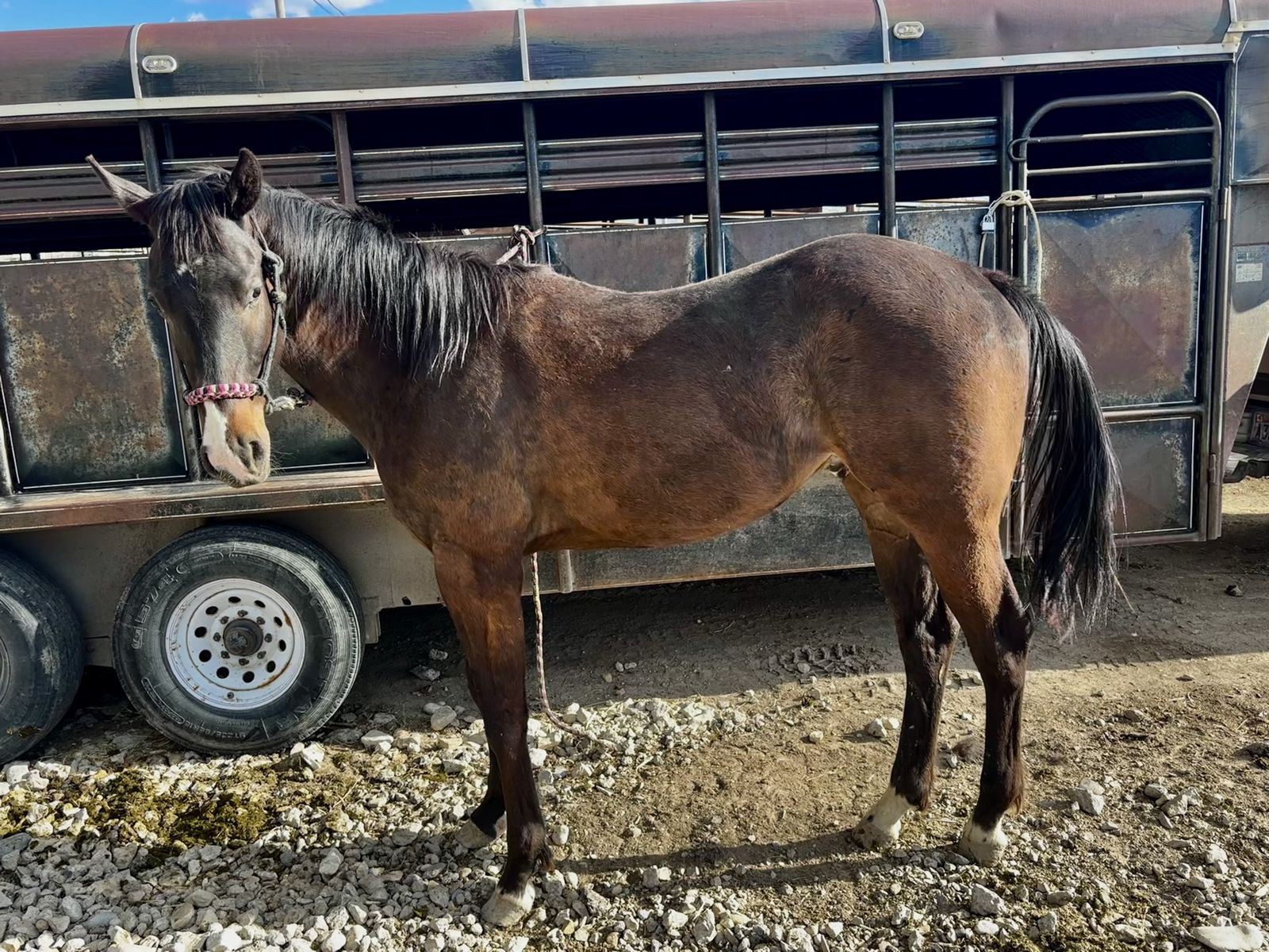 2024 Gelding Colt