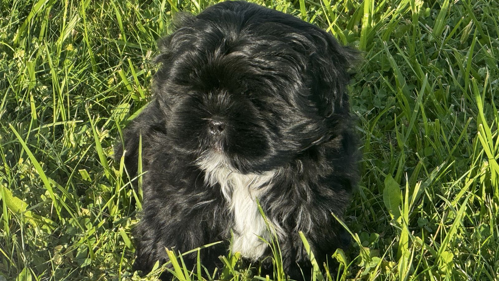 Shih Tzu poodle male