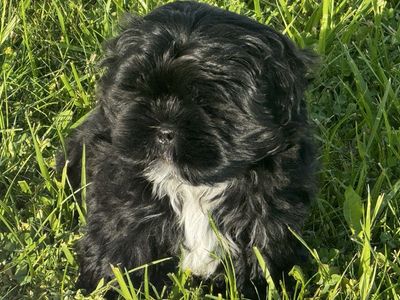 Shih Tzu poodle male