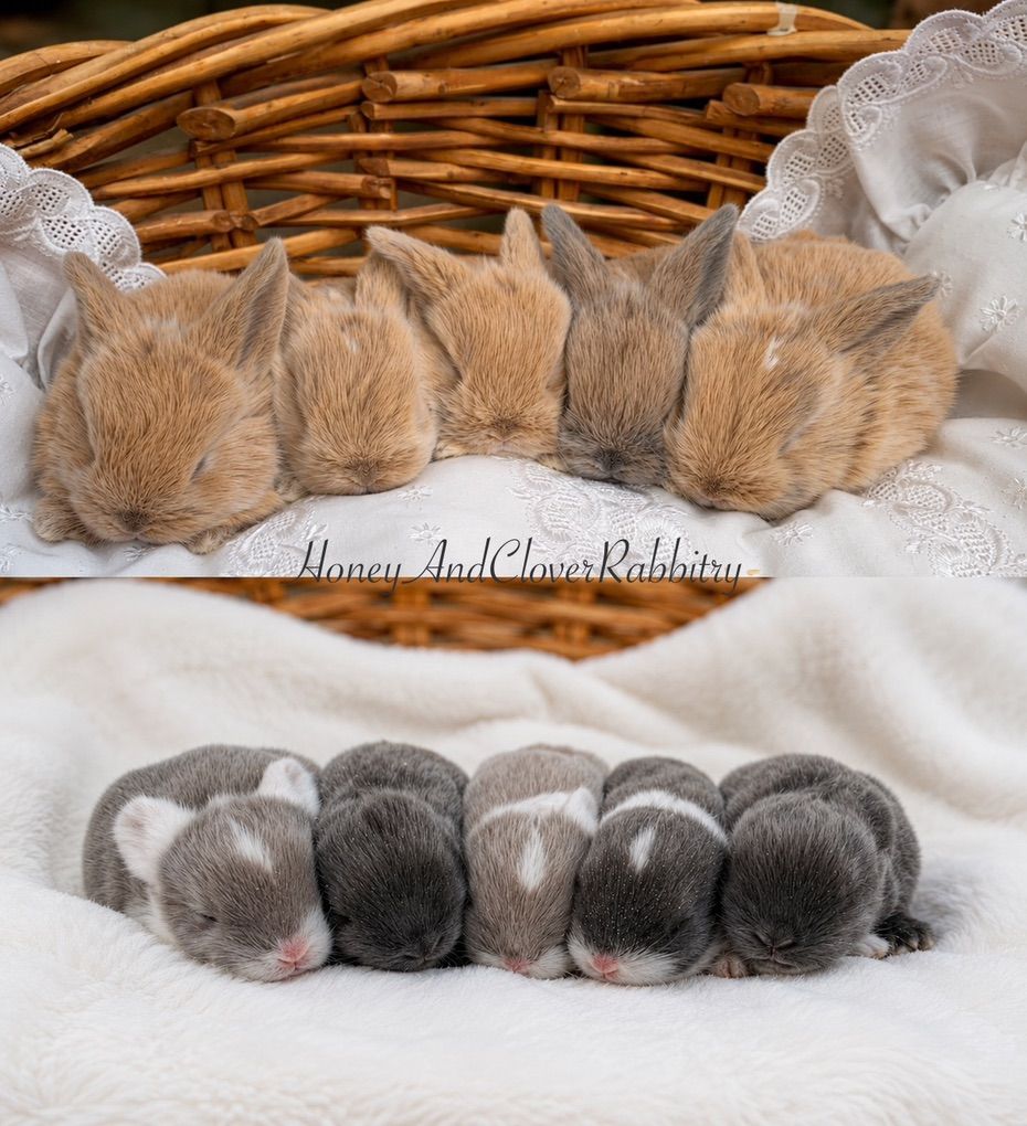 Purebred Pedigreed Holland Lop Bunny Rabbits