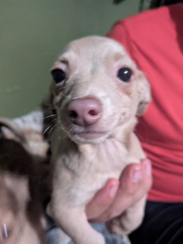 Chihuahua mix puppies