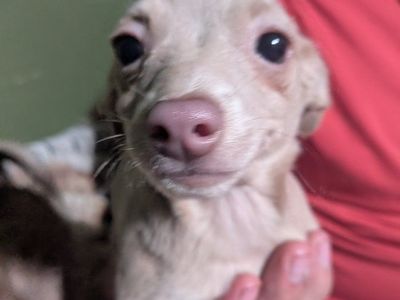 Chihuahua mix puppies