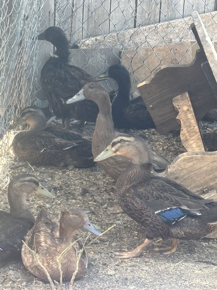Ducks for sale
