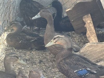 Ducks for sale