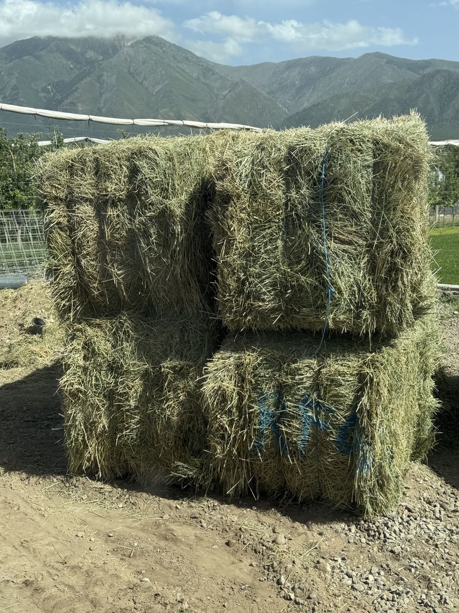 Grass hay - 3x3x8 bales