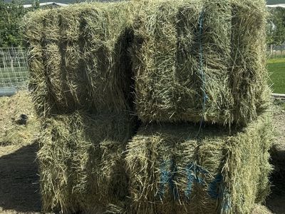 Grass hay - 3x3x8 bales