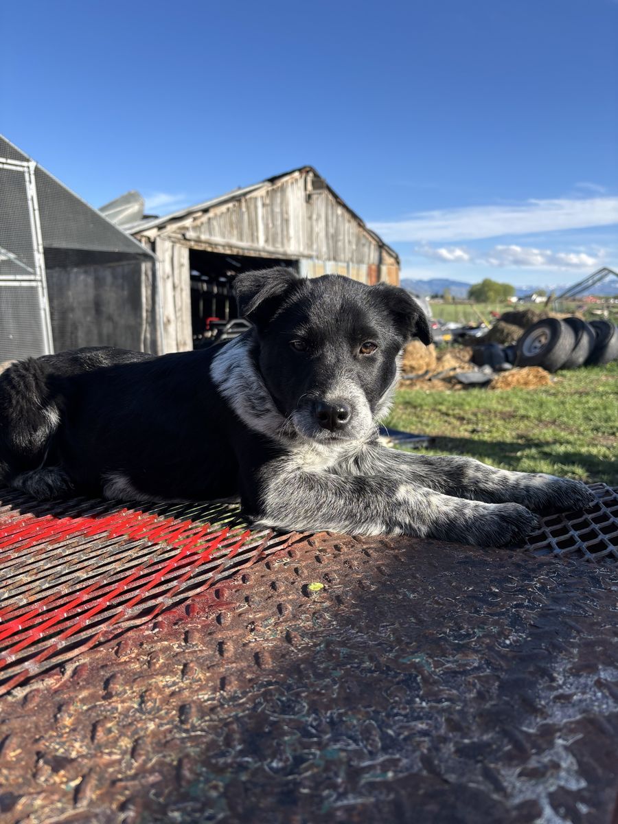 Border Collie Red/Blue Heeler