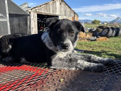 Border Collie Red/Blue Heeler